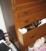 cat drawer